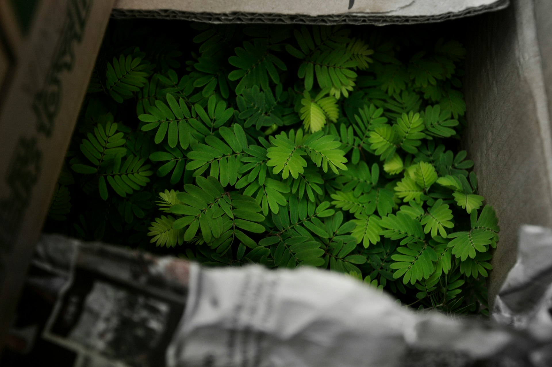 double compound plants in box